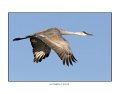 84 sandhill crane